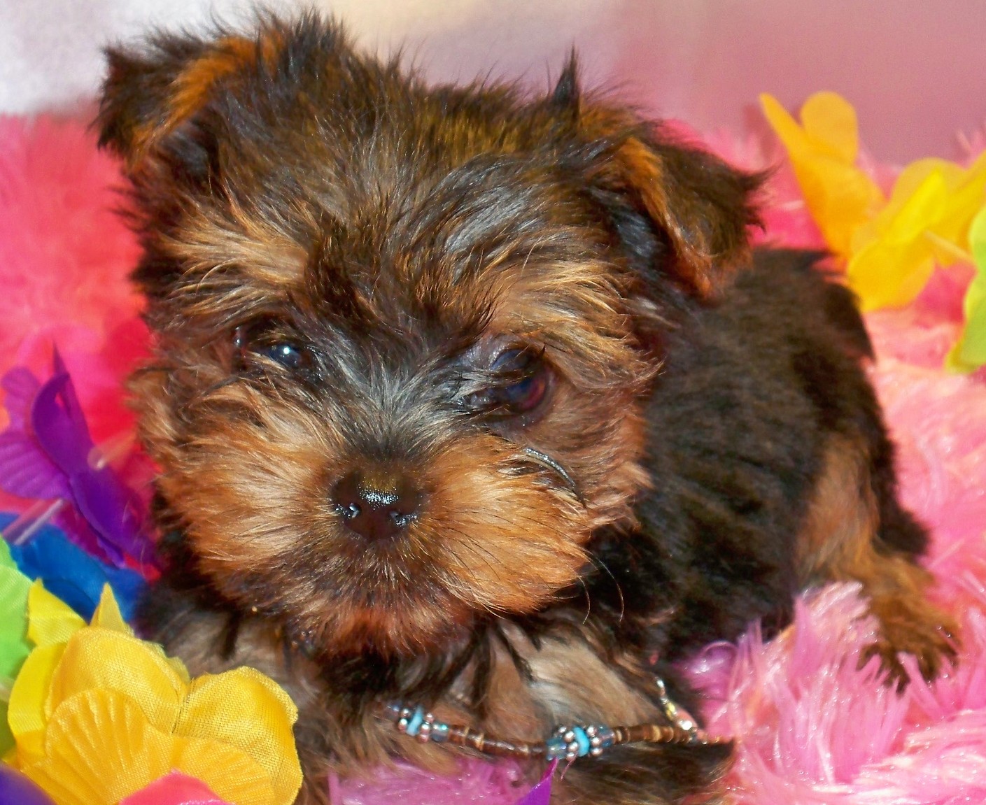 Purebred Yorkie Puppies Wallpaper HD Dogs