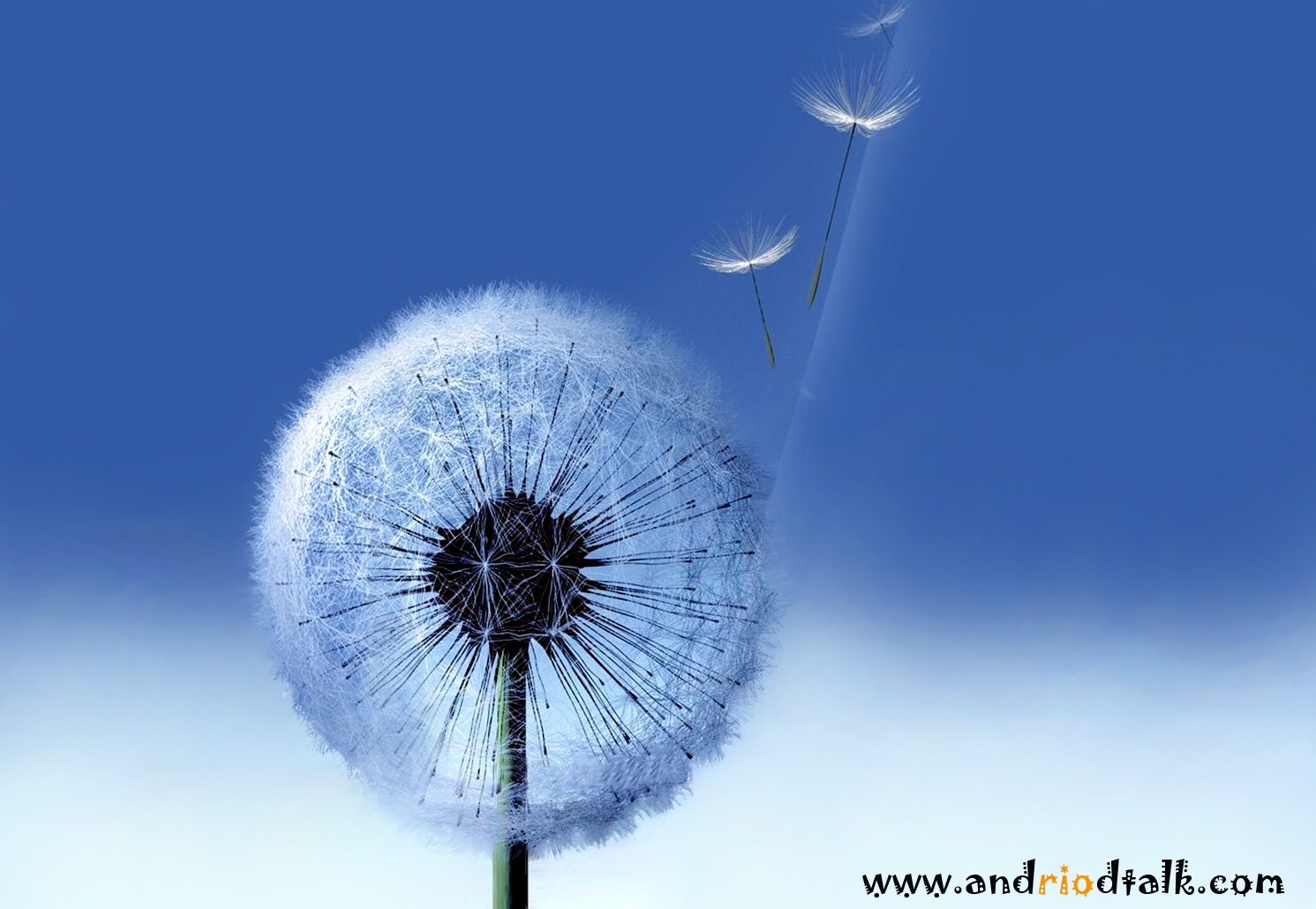  Dandelion live HD animated wallpaper android apk Android Talkative