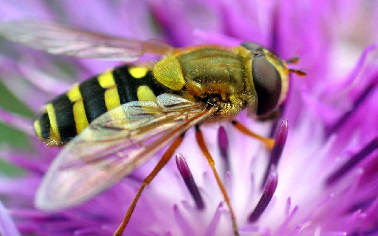 Bees Desktop HD Wallpaper Image