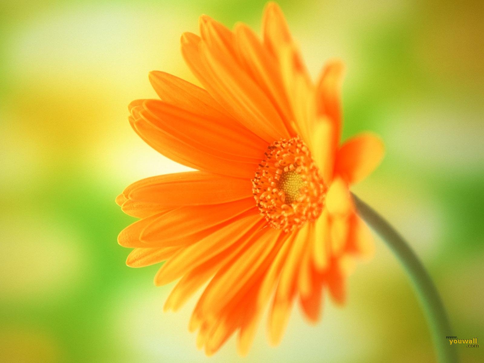 Orange Flowers Wallpaper