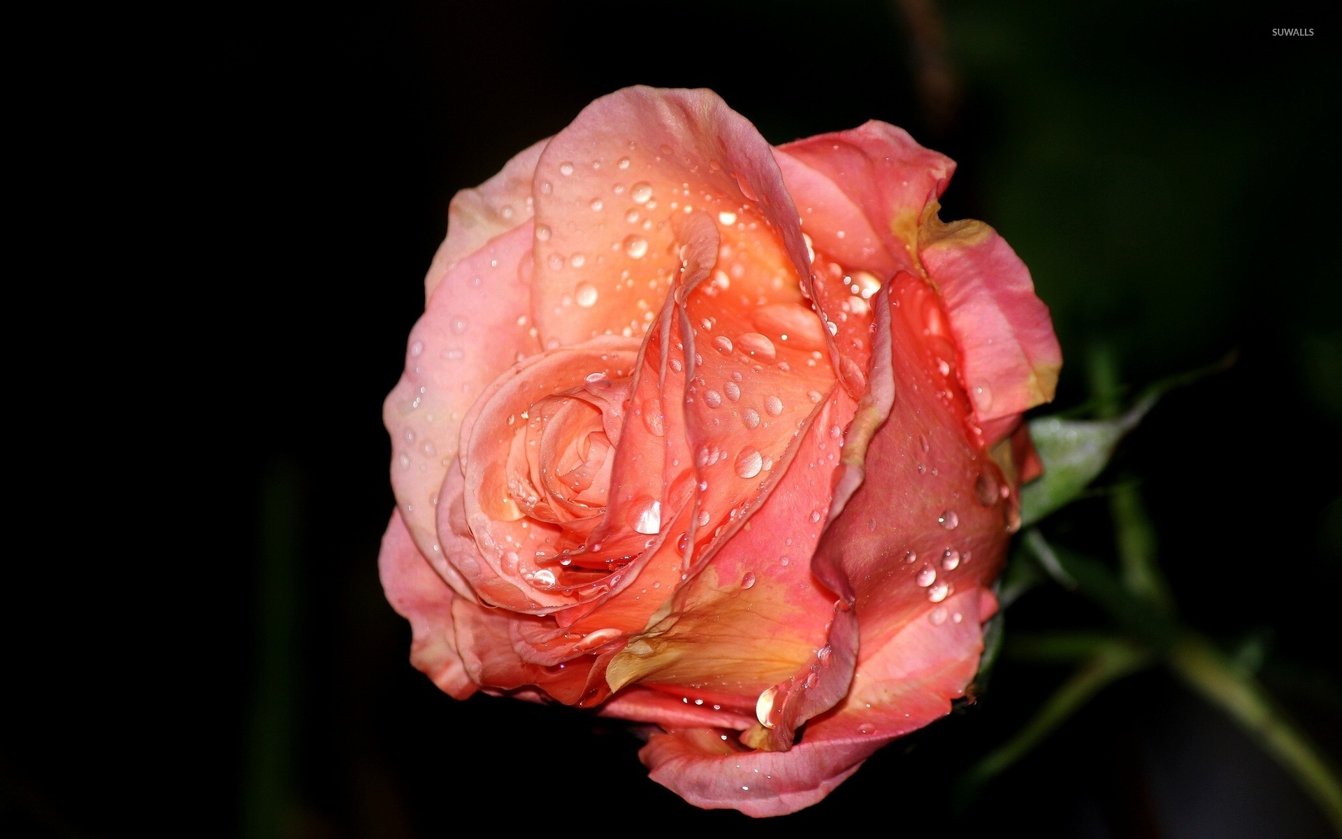 Rose with water drops wallpaper   Flower wallpapers   41795 1366x768