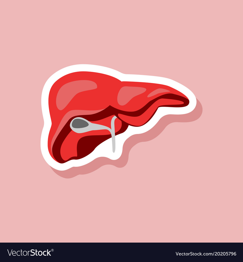 Liver Paper Sticker On Stylish Background Vector Image