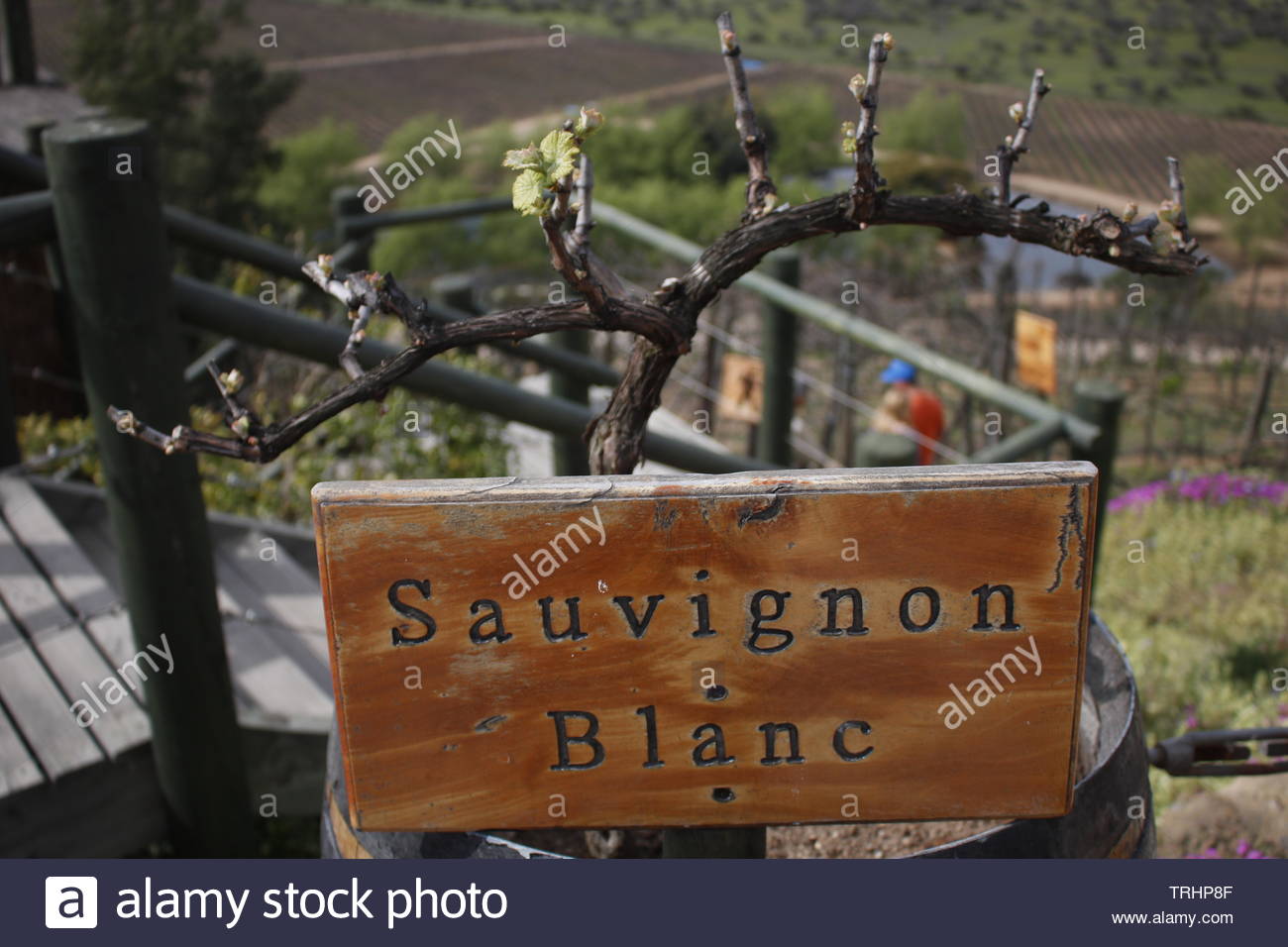 Beautiful Winery Background Stock Photo