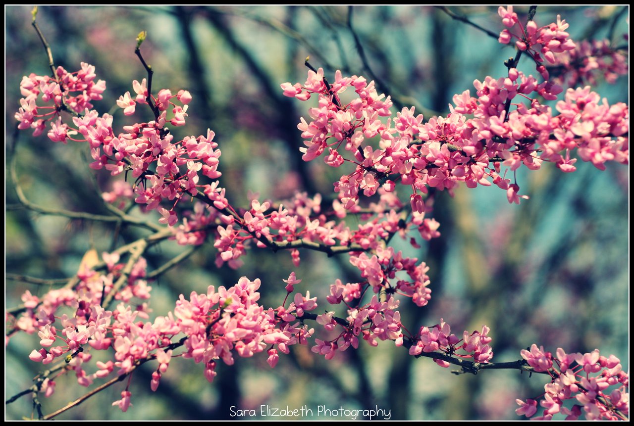 Hello Spring By Lilsarabeth