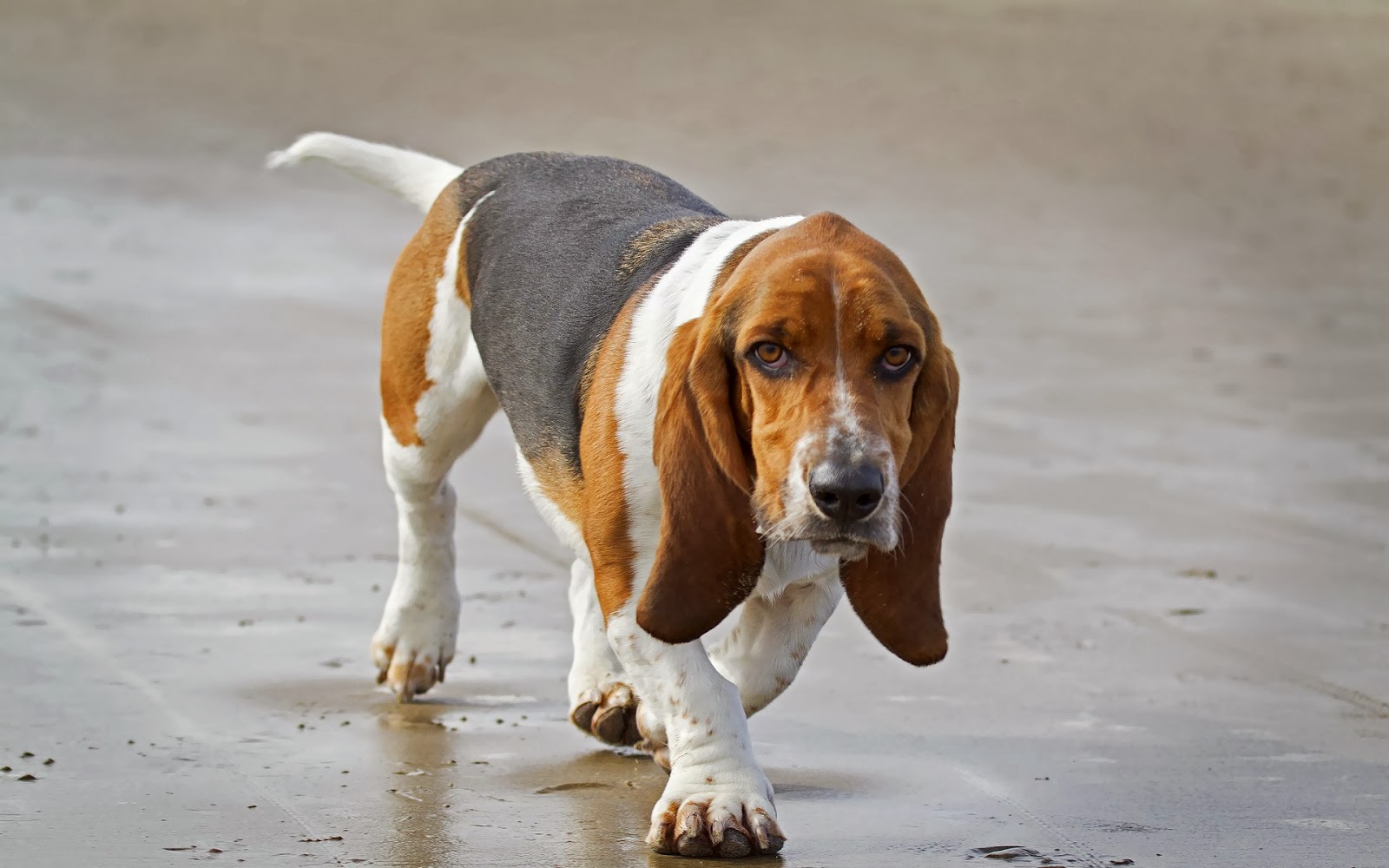 Photo Of A Beautiful Beagle Dog HD Animals Wallpaper