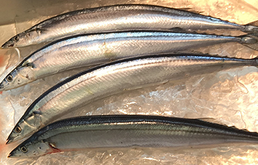 Pacific Saury Sells For New High In Japan But Trend Of Poor Landings Wallpaper
