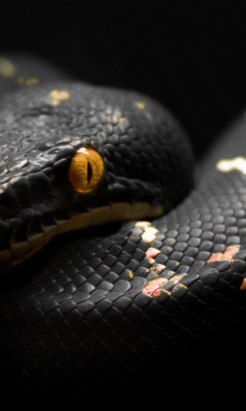 Black Snake Wallpaper HD Background Desktop