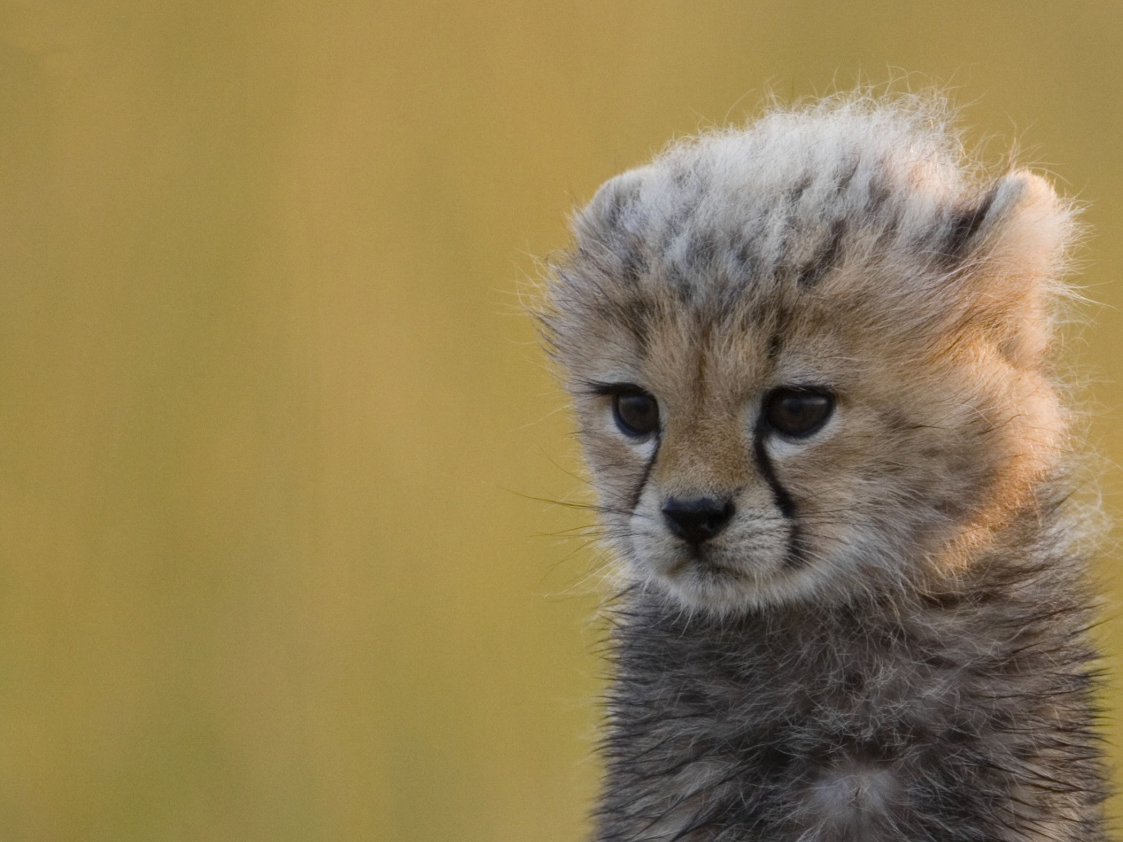 Cute Baby Cheetahs Wallpaper Image Amp Pictures Becuo