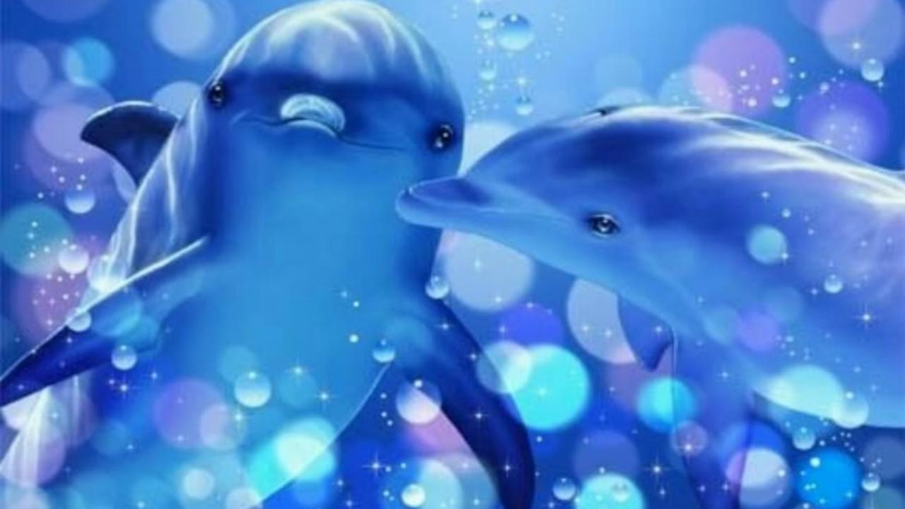 Dolphin Heart Wallpaper HD Background
