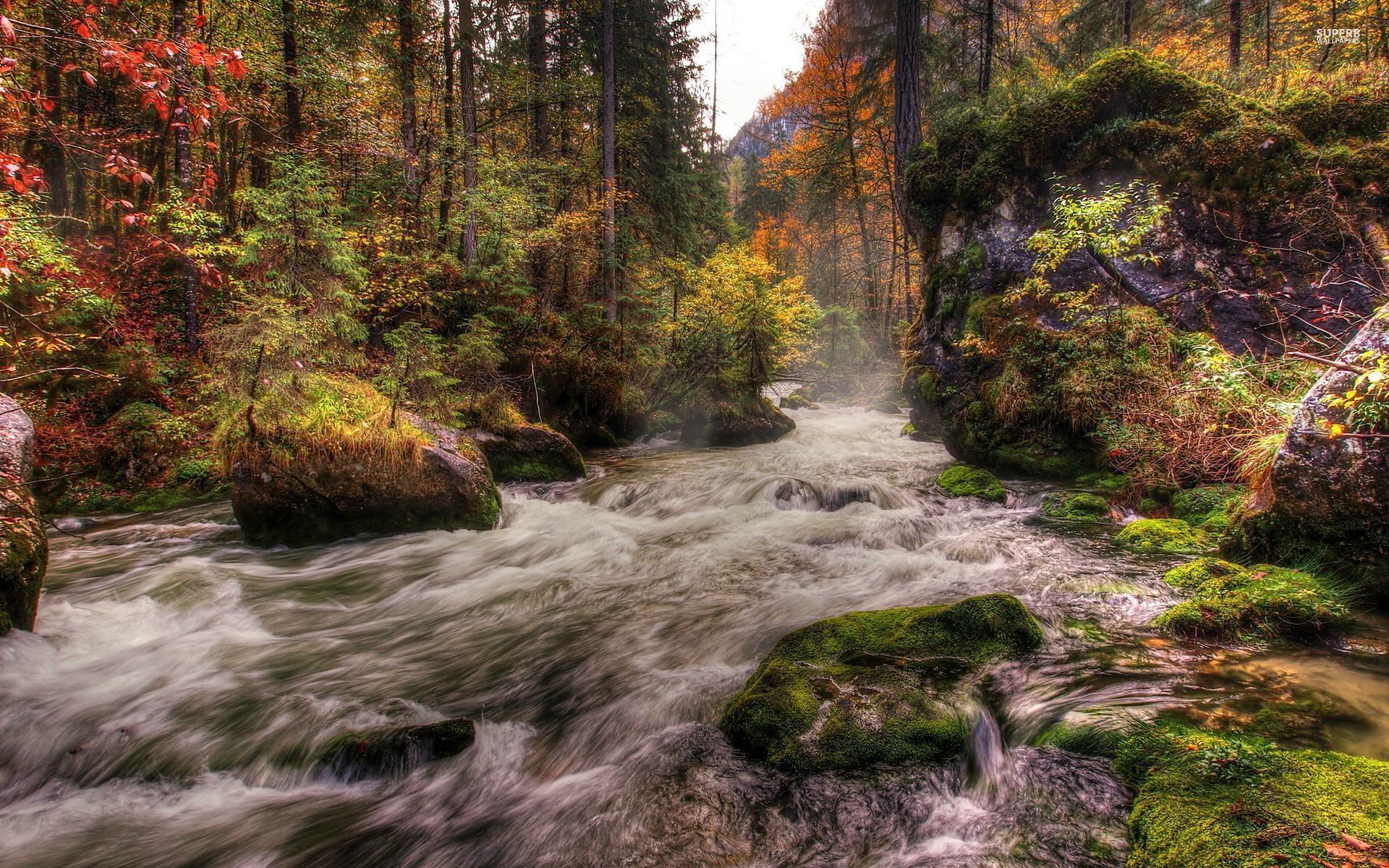 Forest River Wallpaper Stock Photos