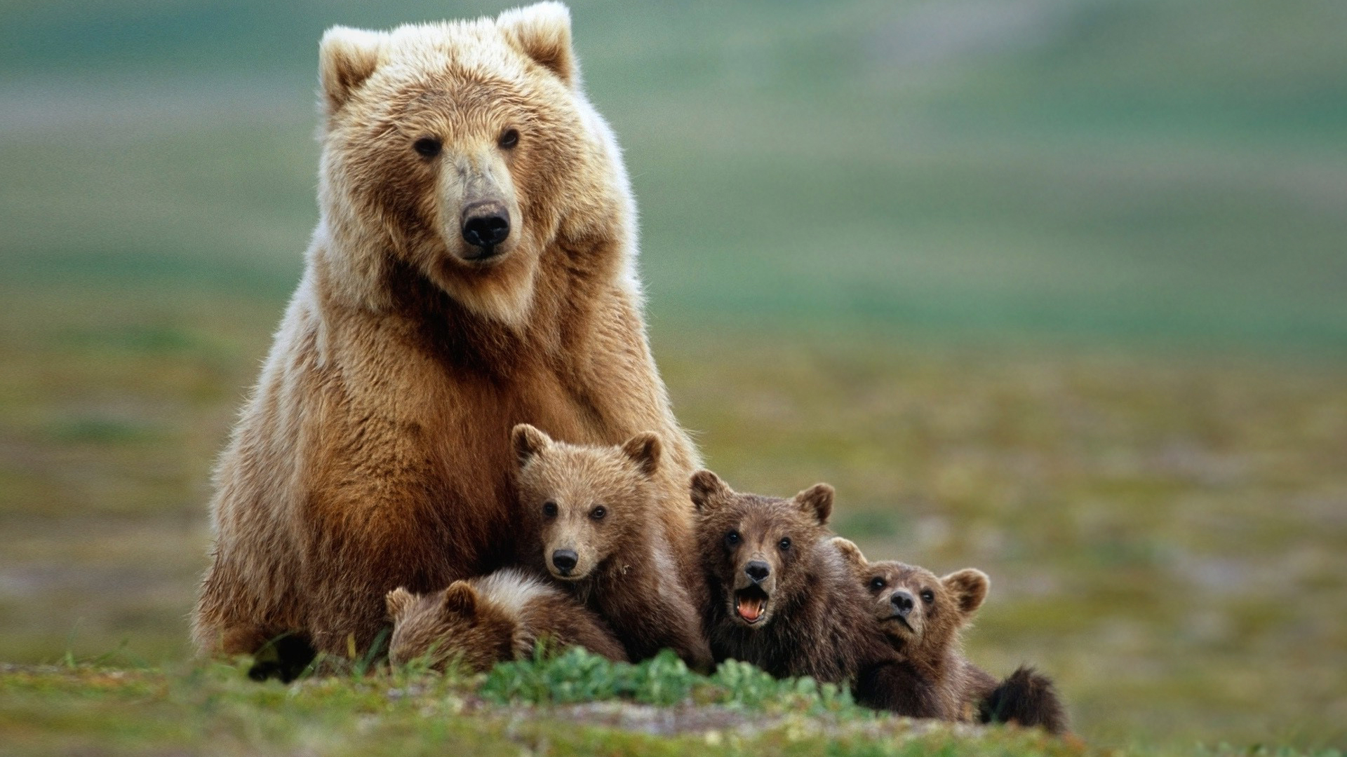 Full HD Bear Family Mom And Babys Photo Wallpaper 1080p