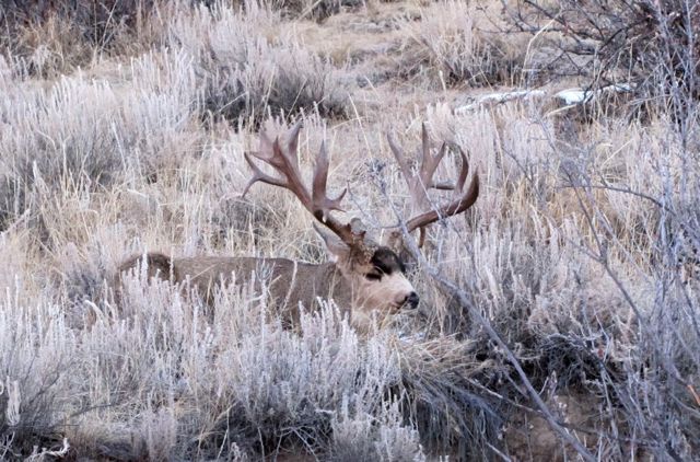 Colorado Mule Deer Gaint Monster