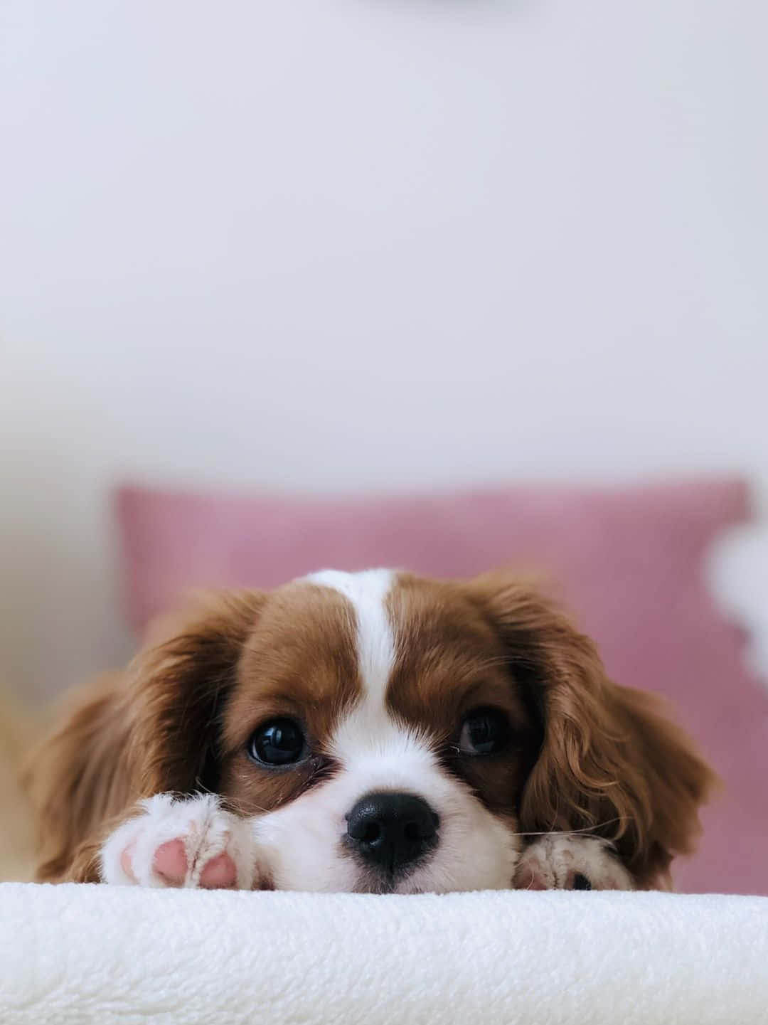 Dog Aesthetic Wallpaper