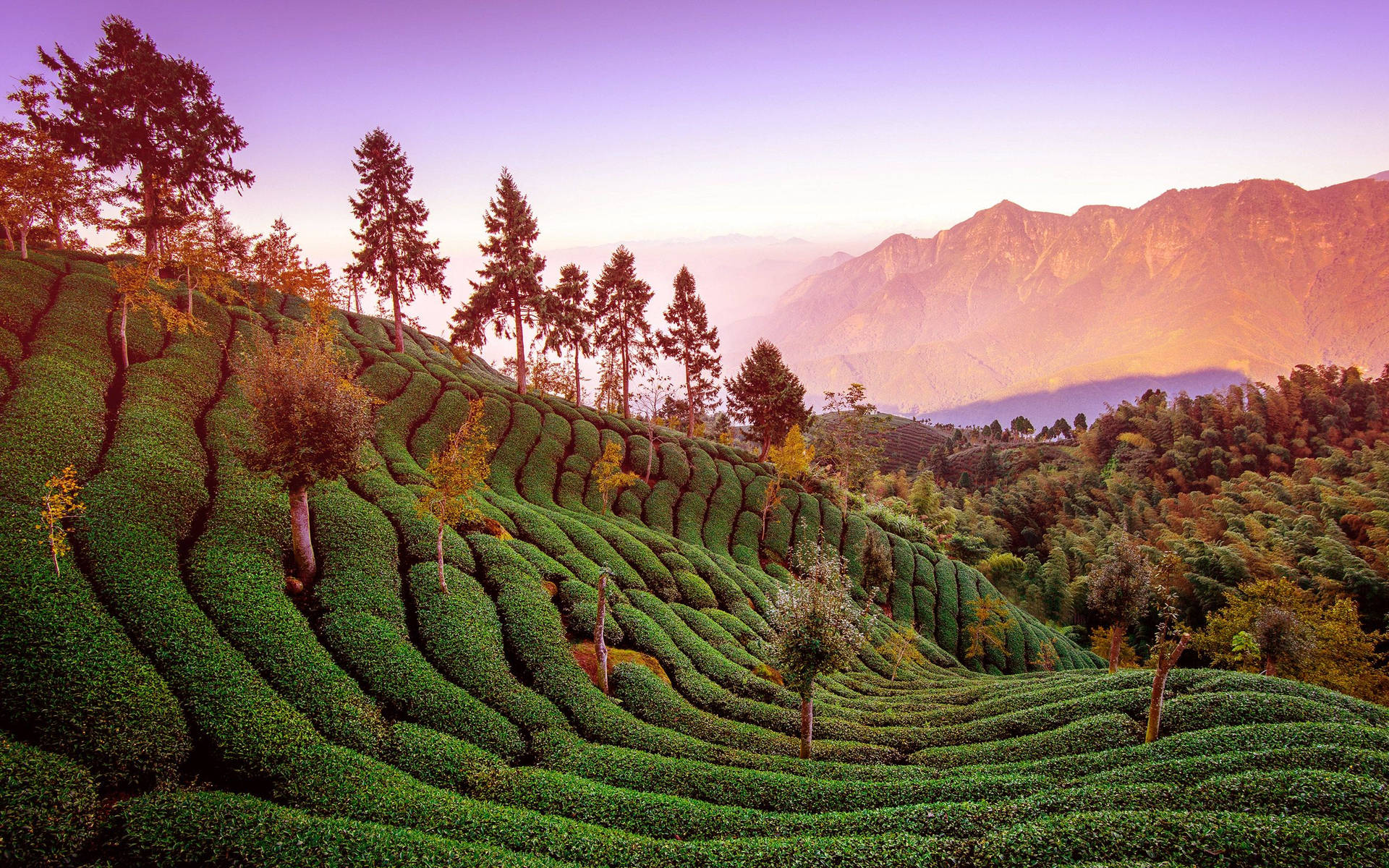 Pinglin Tea Garden 236e7kdehiucmuxb Wallpaper
