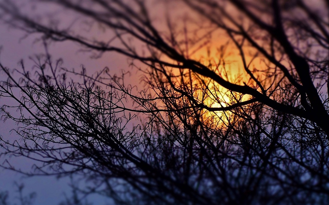 sunset silhouette wallpaper 1280x800 wallpaper download trees branches