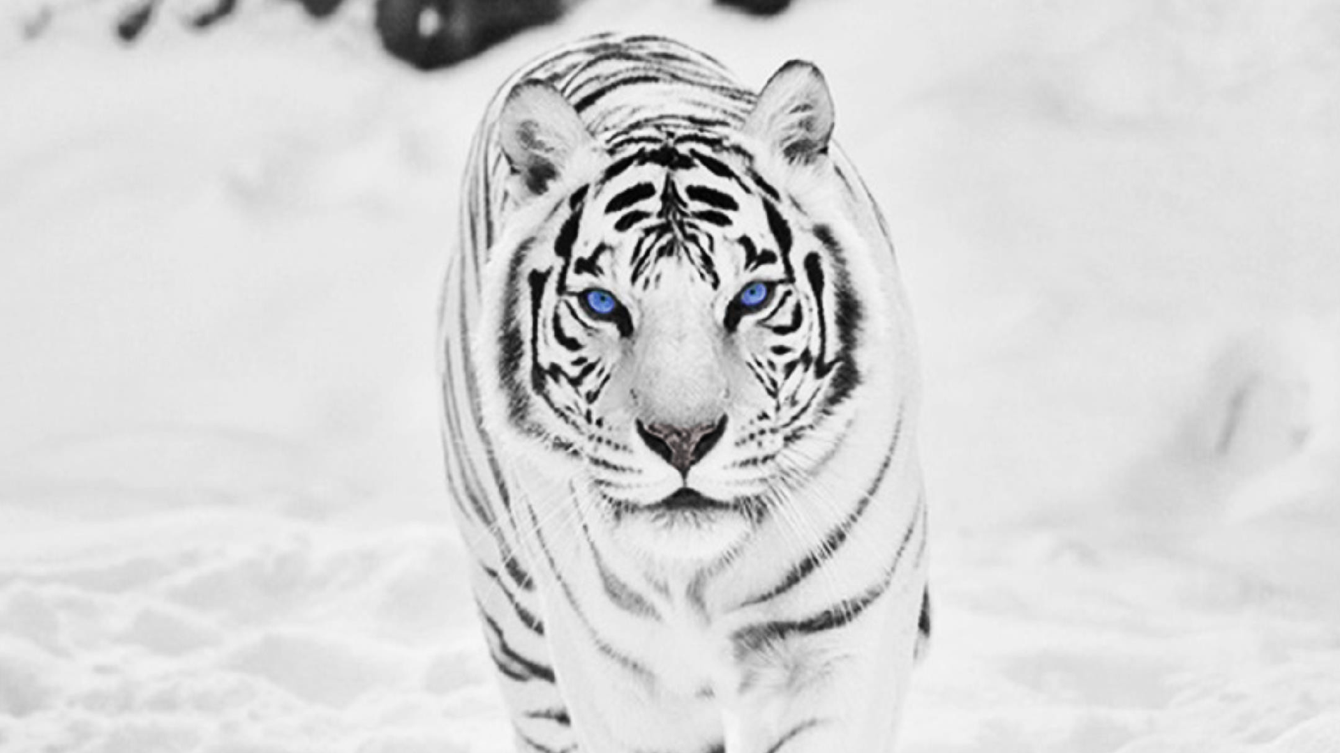 Siberian White Tiger Wallpaper