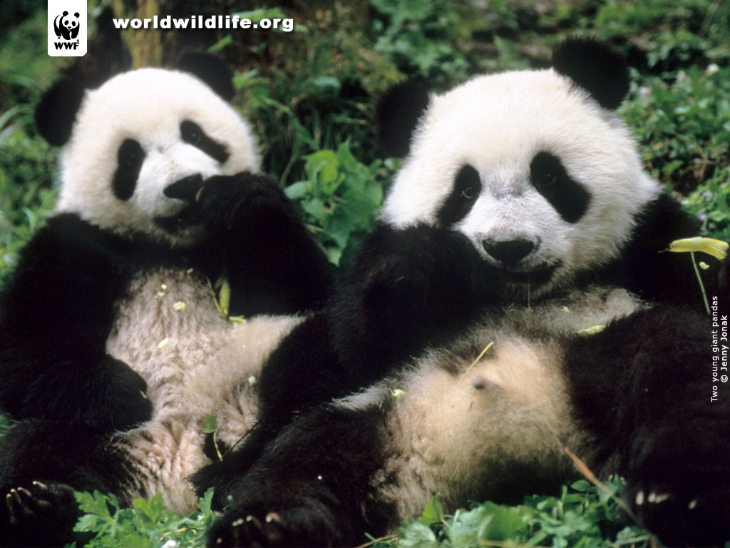 Two Young Pandas Eating