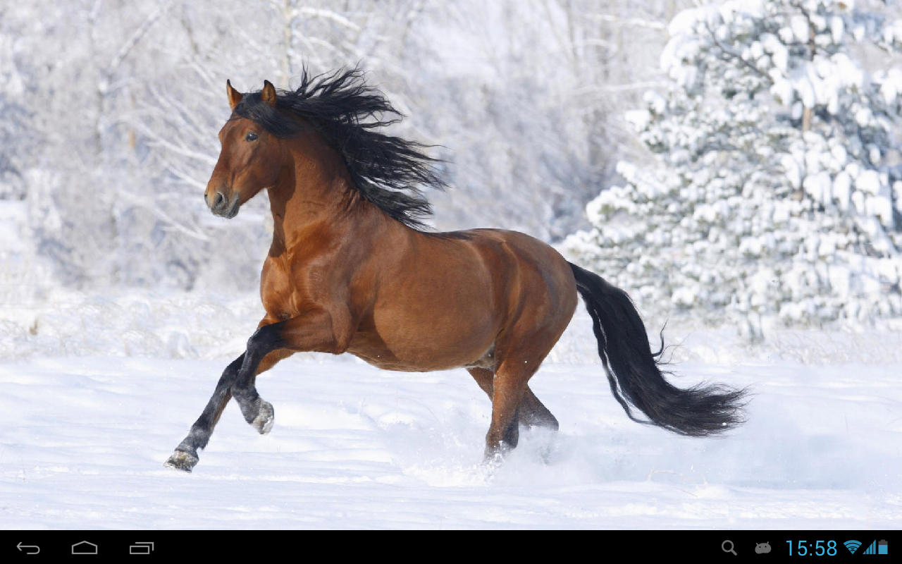 Horses Live Wallpaper Android Apps On Google Play