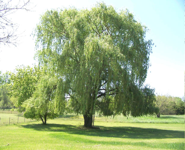 Weeping Willow Stock Photo Public Domain Pictures