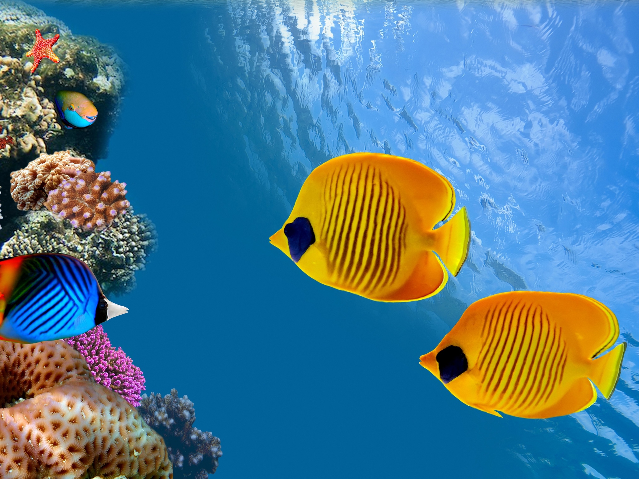 Fish Underwater 4k Ultra HD Wallpaper