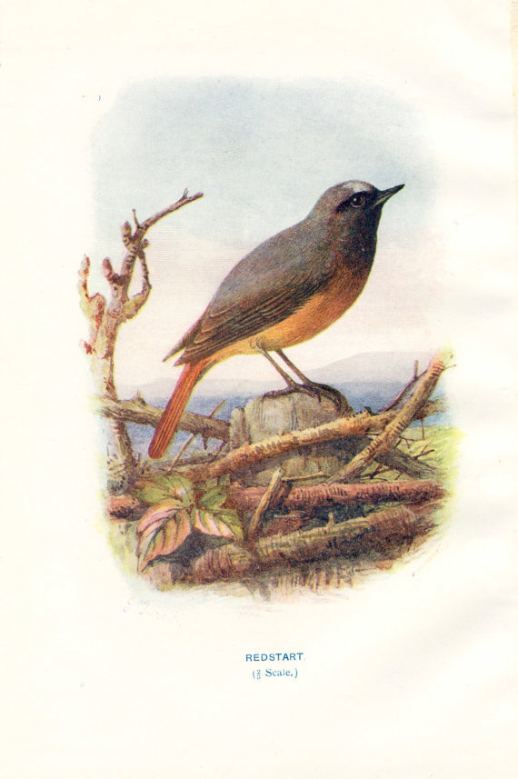 Antique Bird Print Vintage From Peonyandthistlepaper