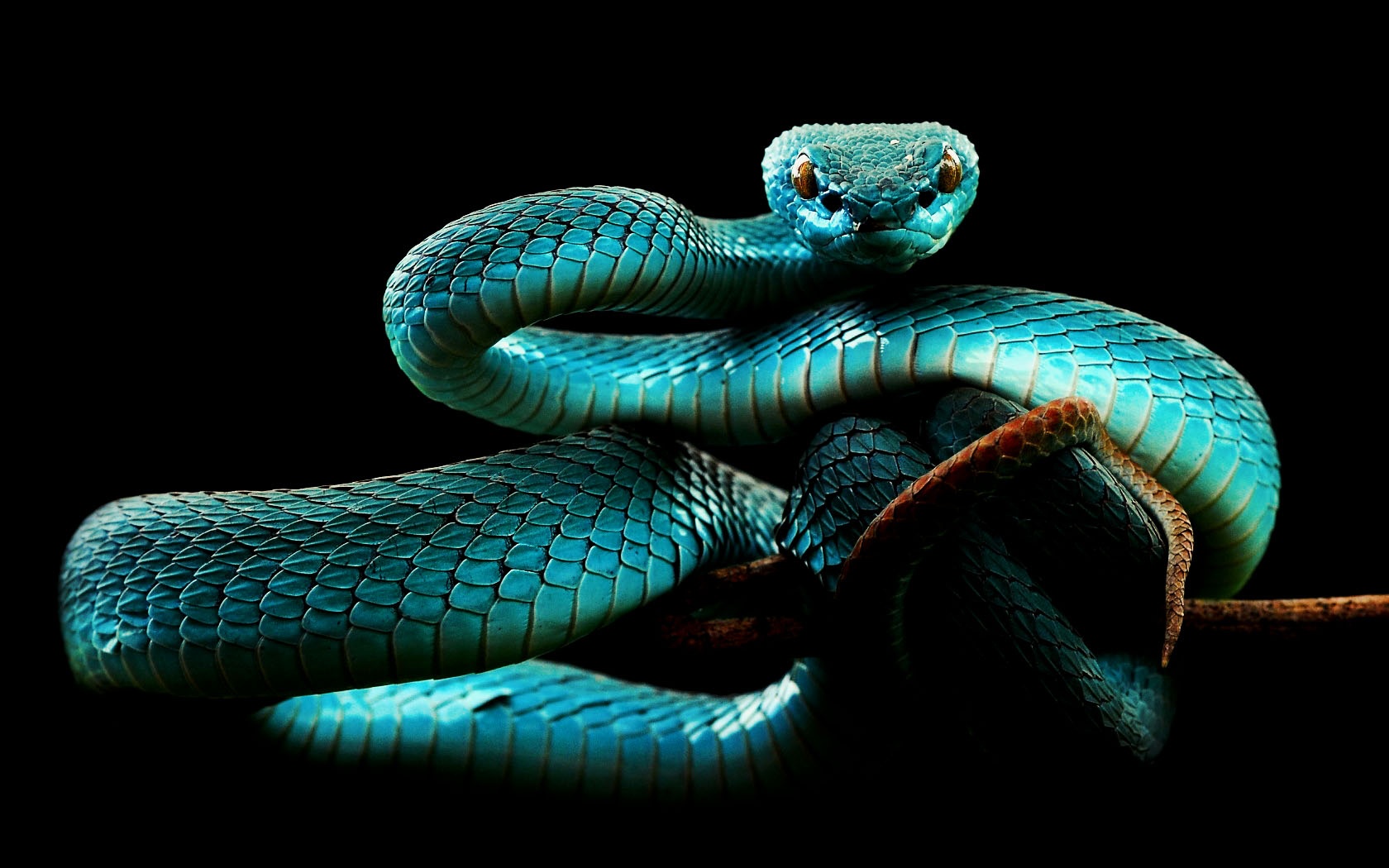 Blue Snake Wallpaper Animals Better