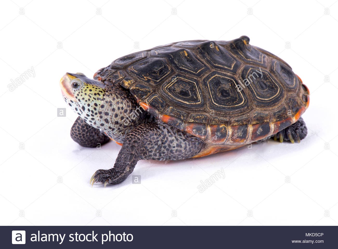 Free download Texas Diamondback terrapin Malaclemys terrapin littoralis ...