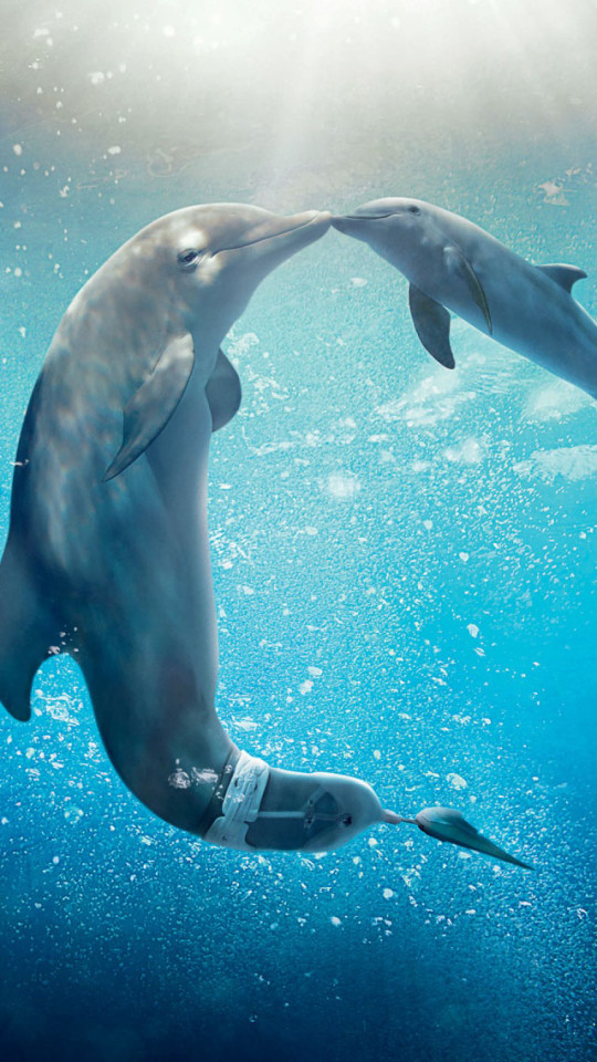 Dolphin Tale Wallpaper iPhone