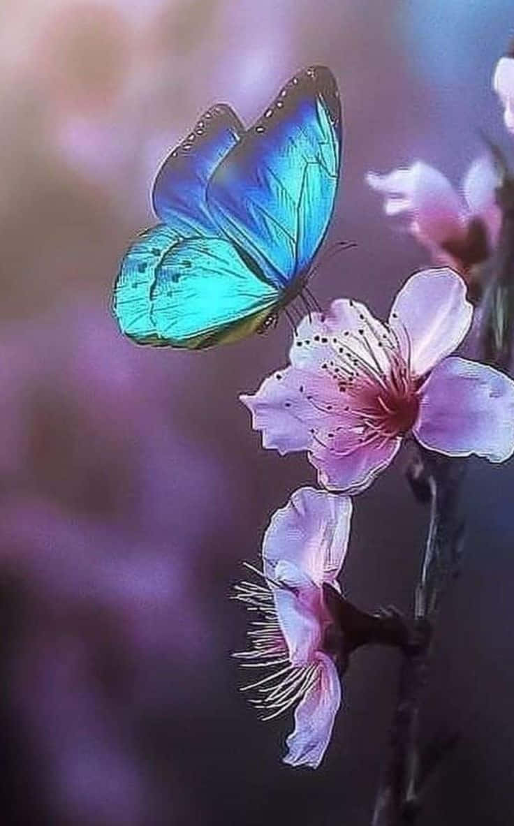 Butterfly On Flower Picture X Wallpaper