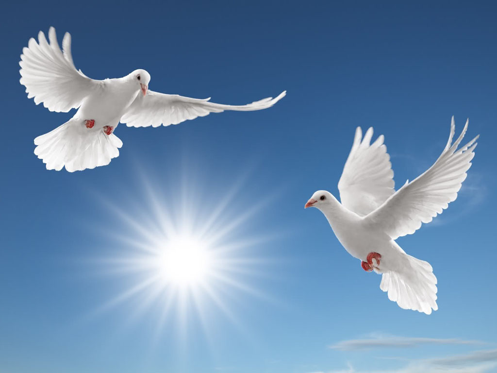 Tag White Dove Wallpapers Backgrounds Photos Images andPictures 1024x768