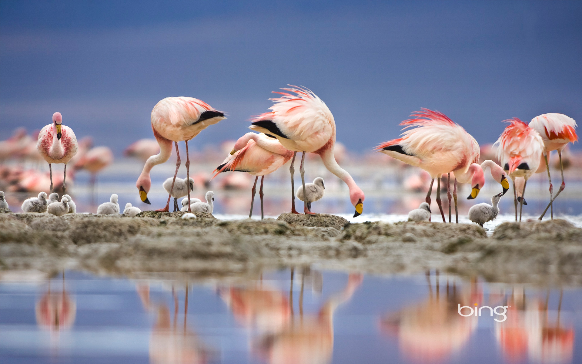Explore The Collection Birds Flamingos Flamingo