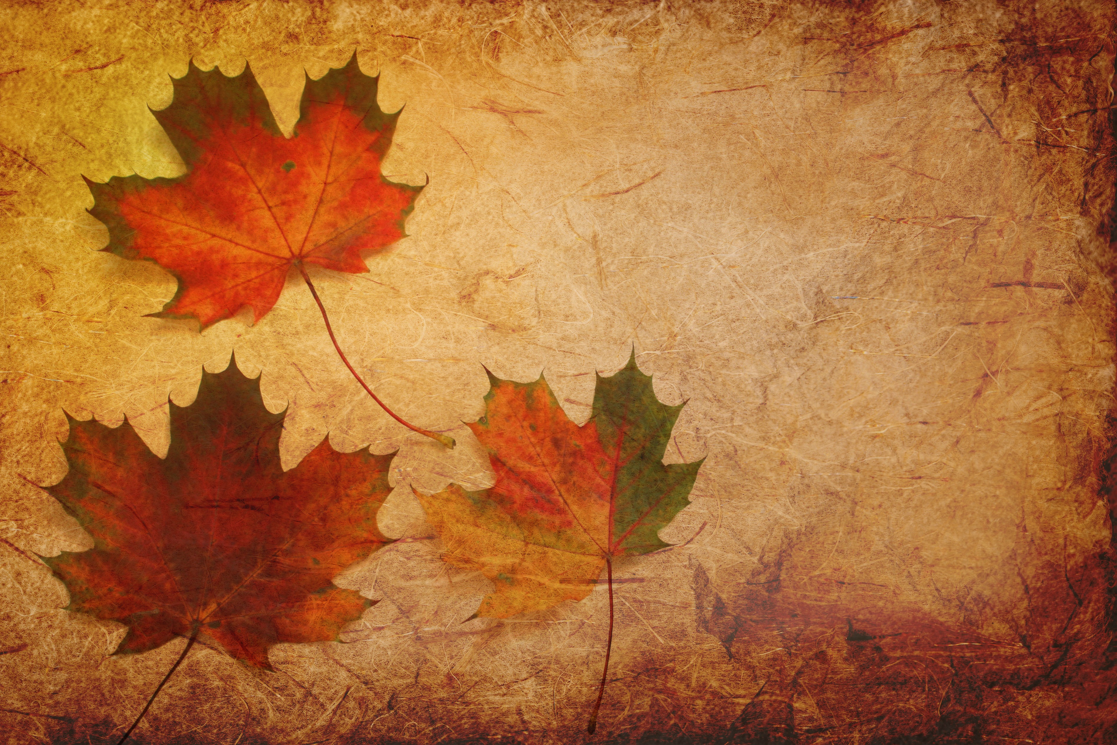 Maple Leaves Texture 4k HD Wallpaper Image Photos And