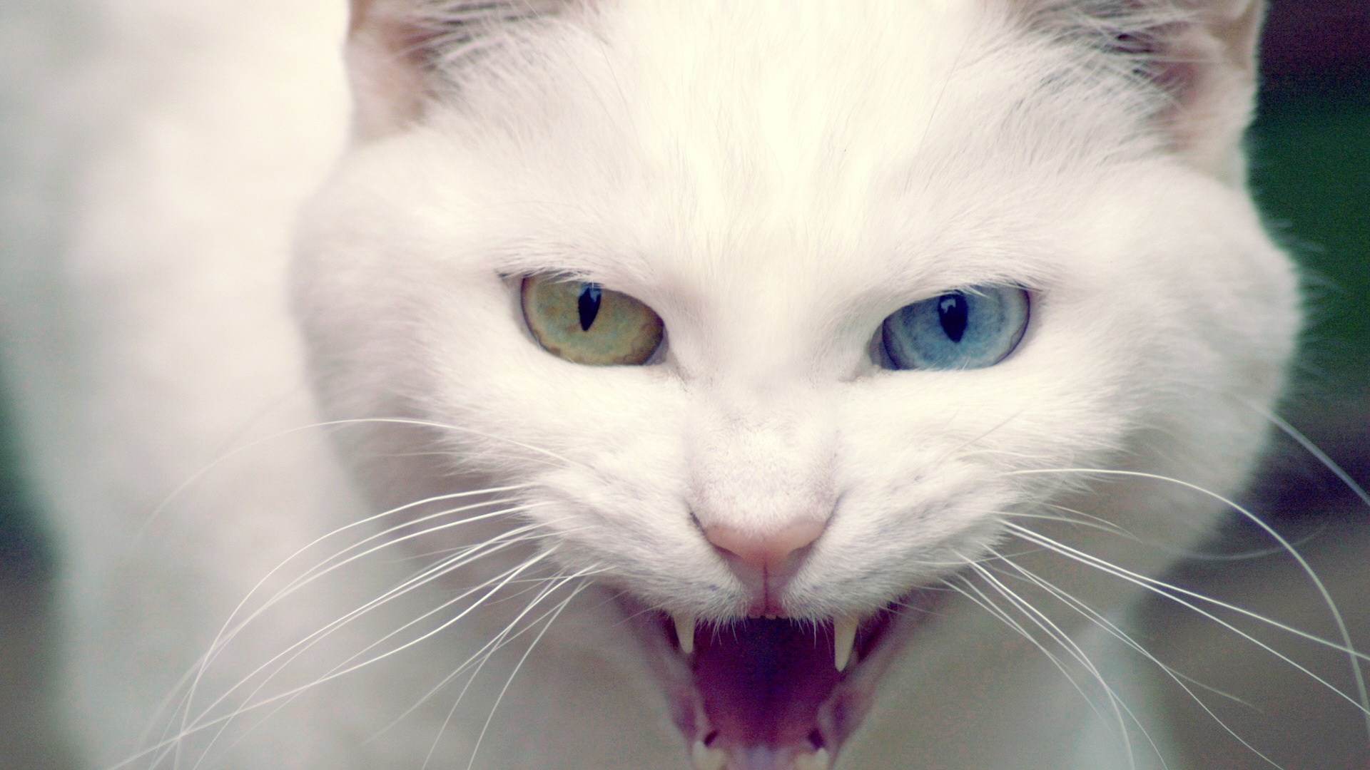 Wild White Cat Wallpaper HD
