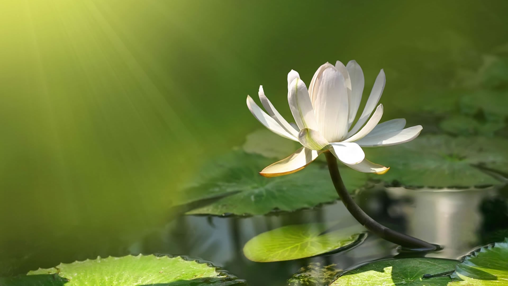 Wallpaper For Puters White Lotus Flower Exposed To Sunlight