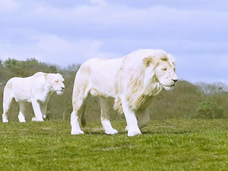 White Lion Wallpaper