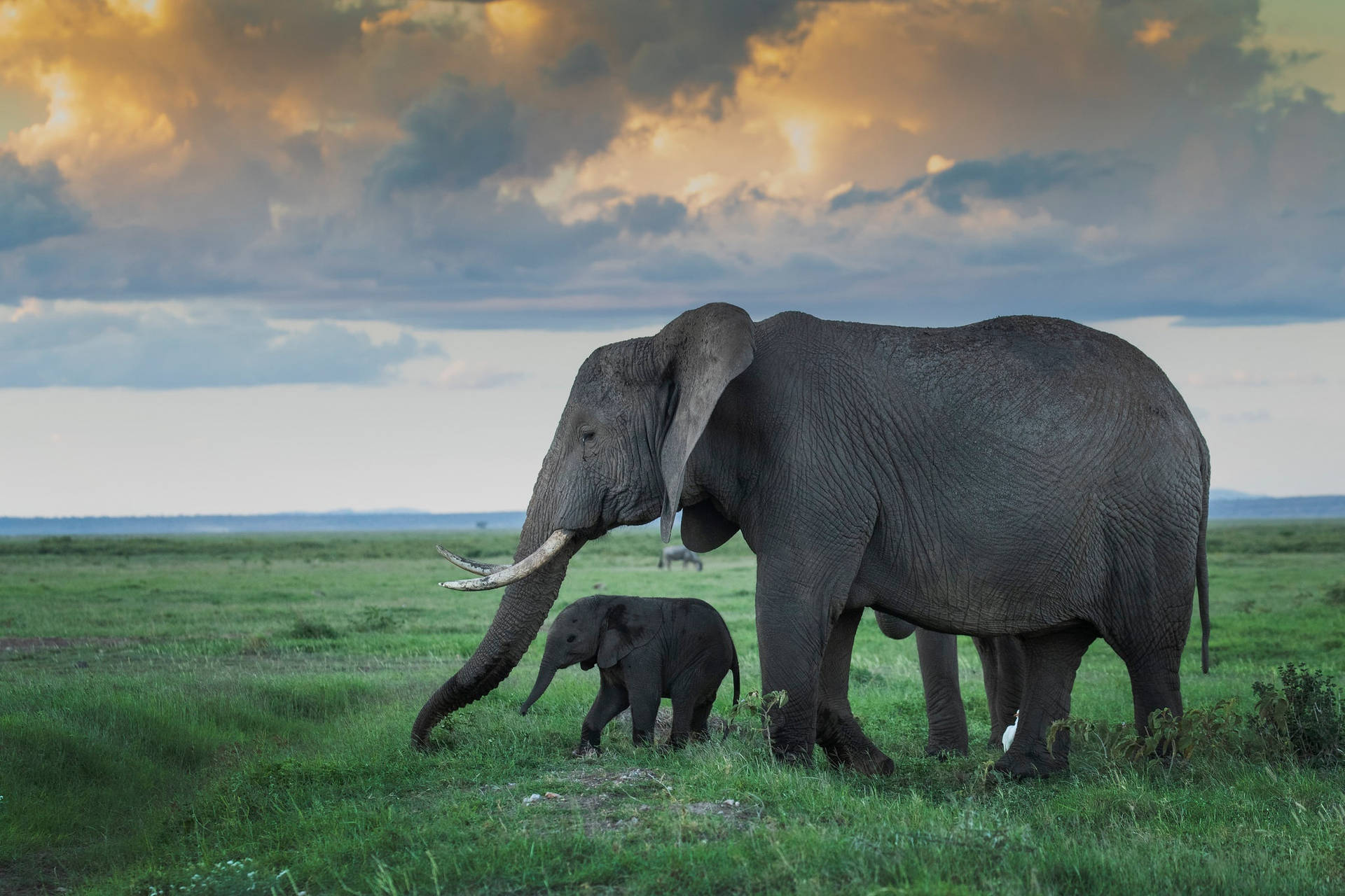 4k Elephant Wallpaper