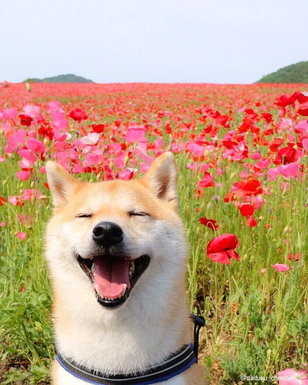 Happy Shibe Happiness Cute Dogs Puppies Shiba Inu Hachiko Tulips