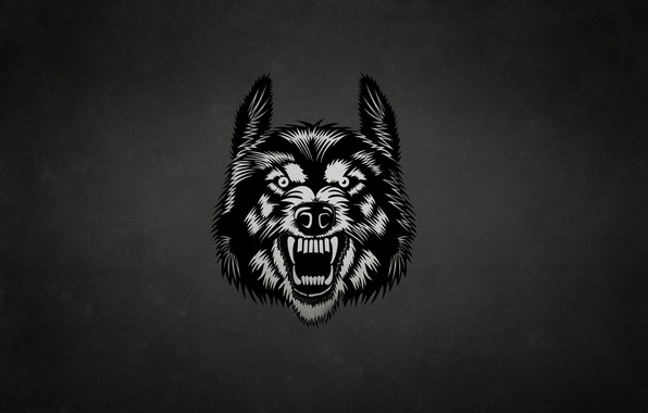 Wallpaper Wolf Face The Dark Background Image For