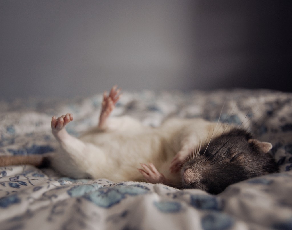 1,000+ Cute Rat Pictures for Free [HD] - Pixabay