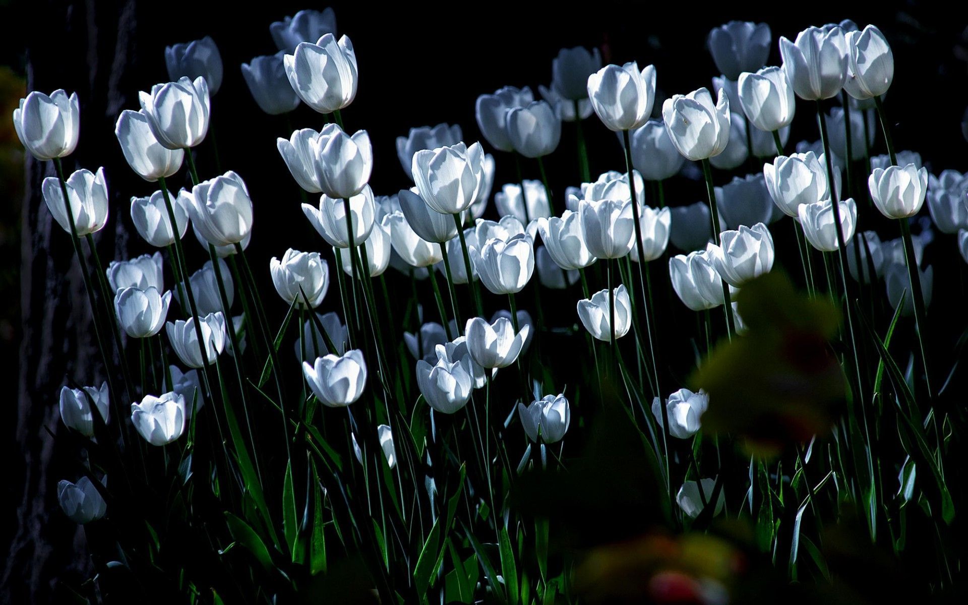 Free download White tulips wallpaper 1920x1200 for your Desktop Mobile   Tablet  Explore 46 White Tulips Wallpaper  Tulips Wallpaper Red Tulips  Wallpaper Tulips Wallpapers