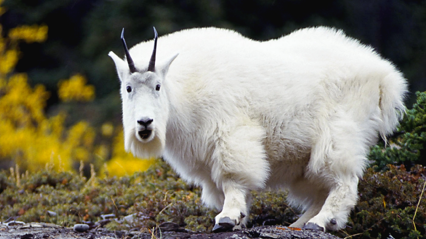 Cool Wallpaper Animals Animal Mountain Goat Jpg