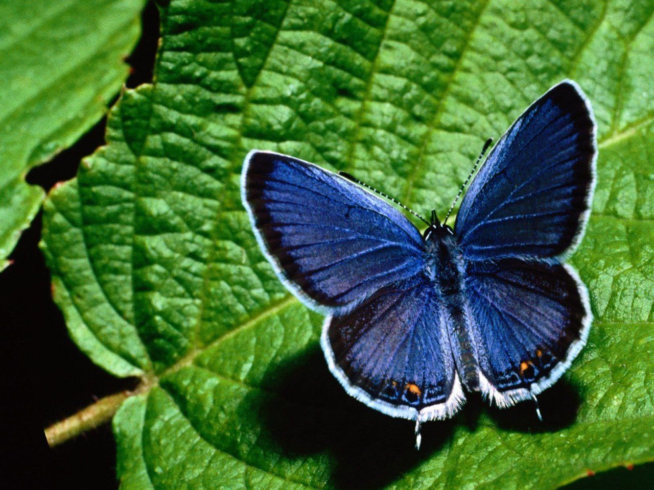 Blue Butterfly Landing