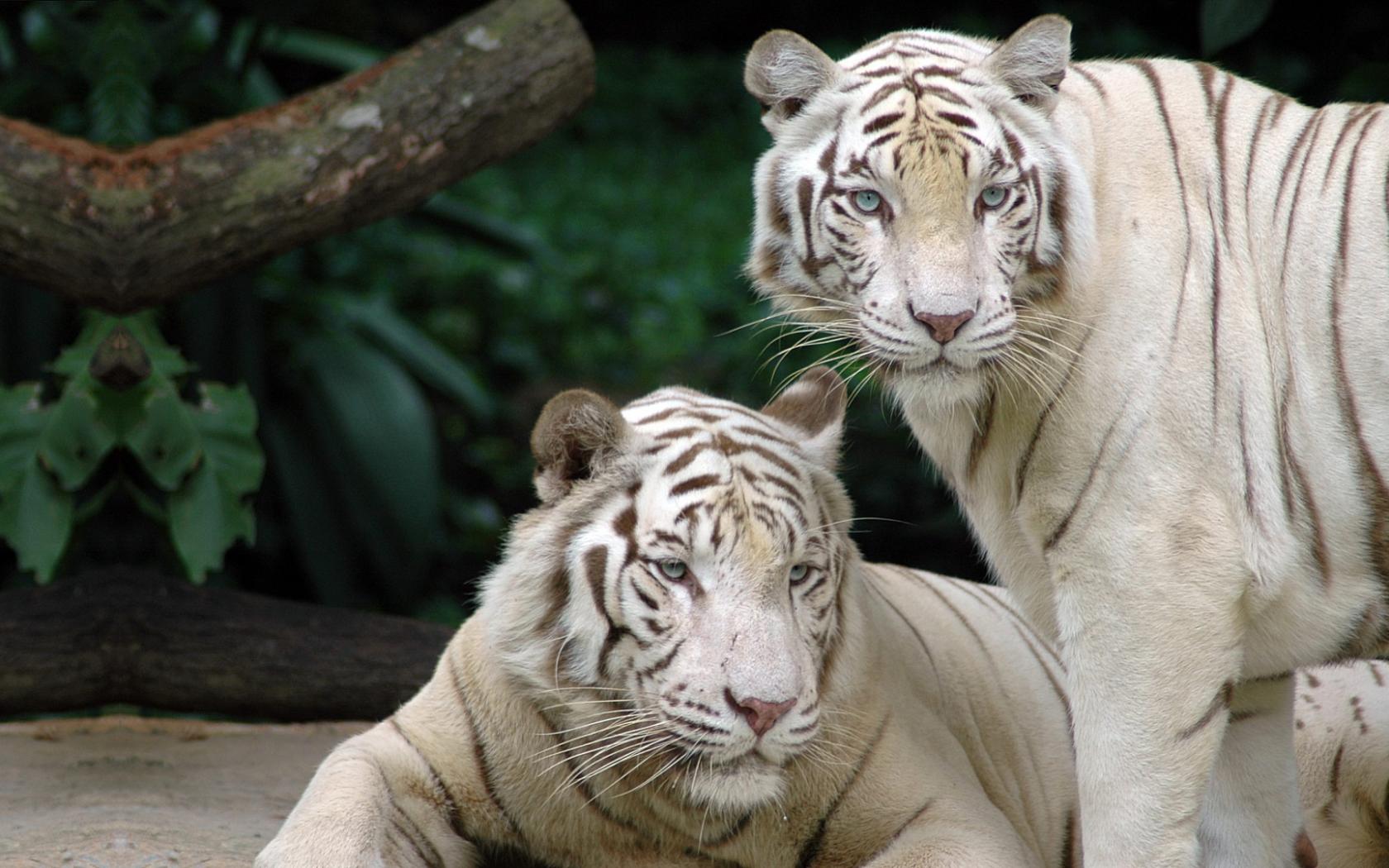 White Bengal Tiger Wallpaper 10656 Hd Wallpapers in Animals   Imagesci 1680x1050