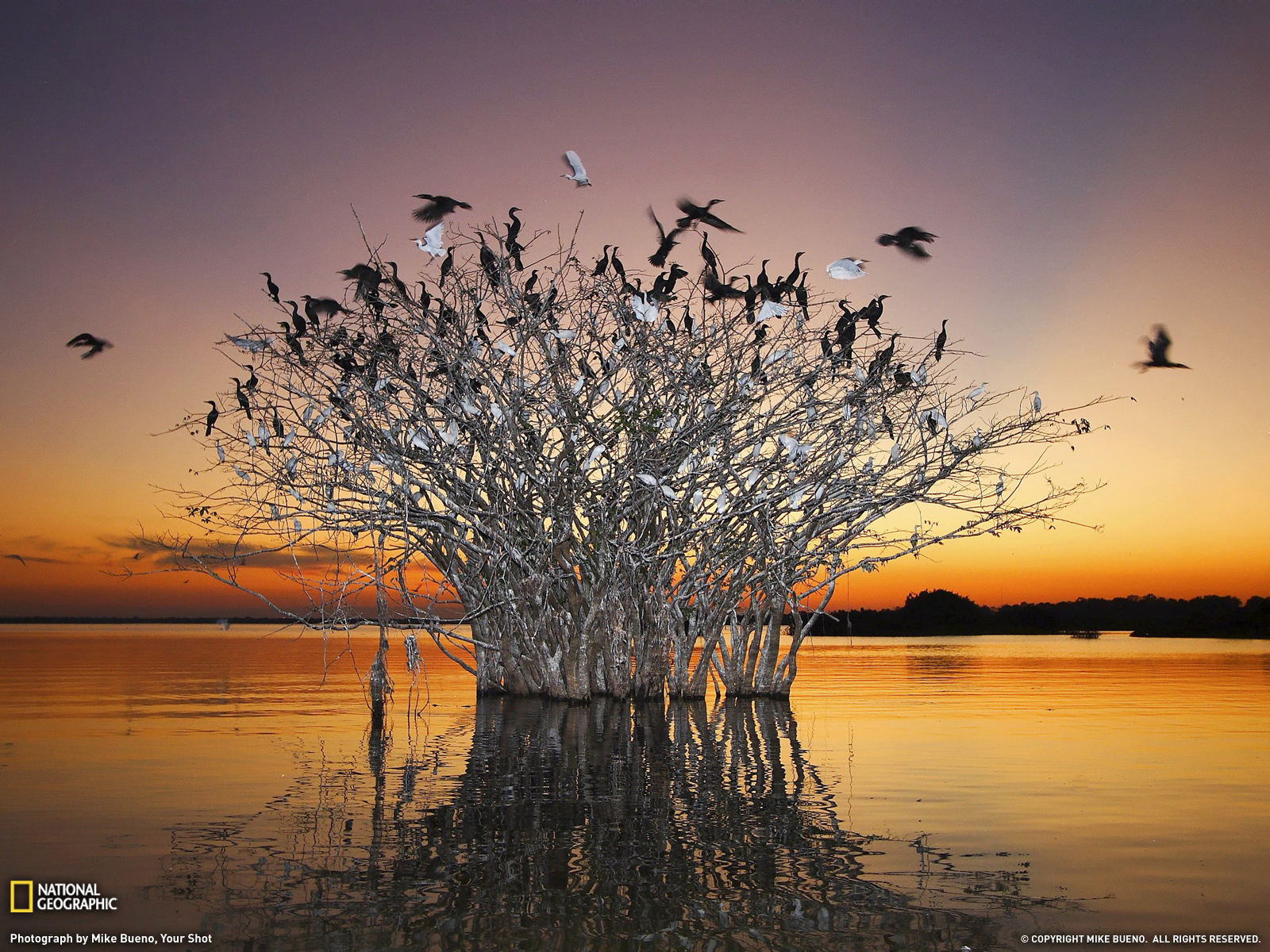 Birds Photo Brazil Wallpaper National Geographic Of The Day
