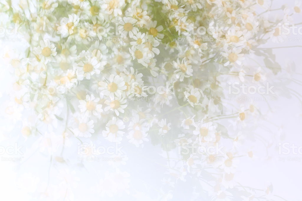 Blurred Gentle Background With Daisies Spring Summer Stock Photo