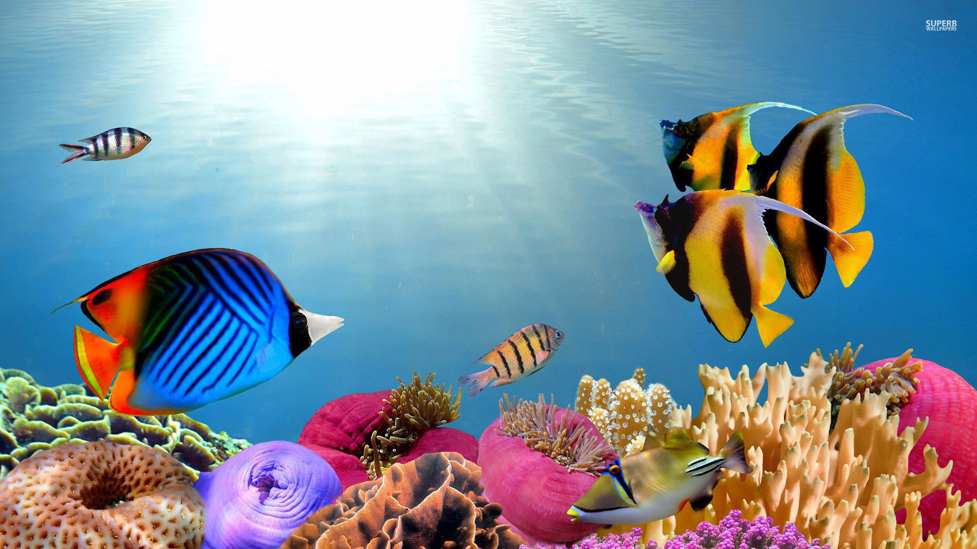Tropical Fish Desktop Wallpaper Wppsource