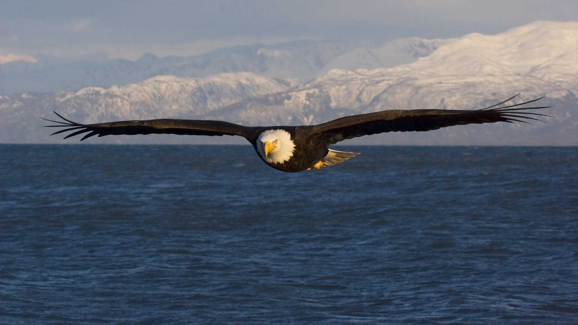 Flying Eagle Wallpaper