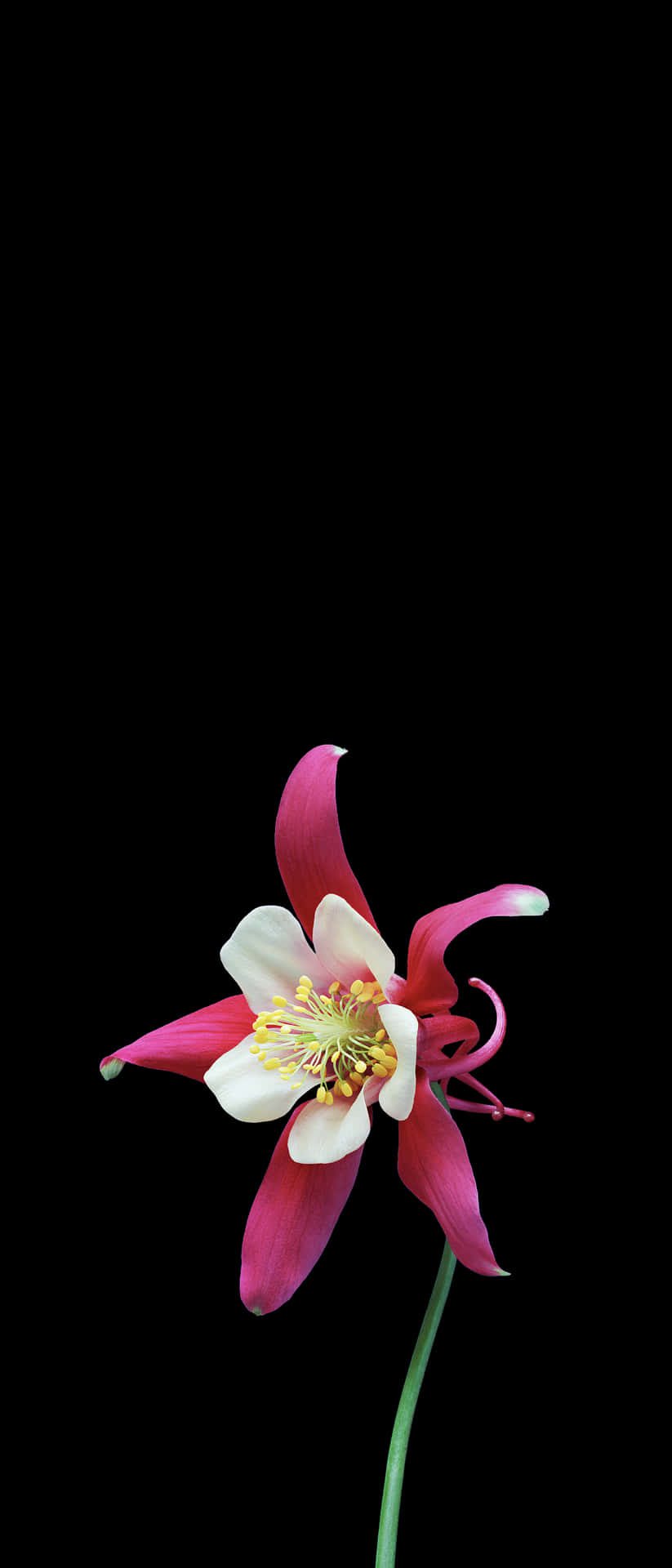 Enjoy Nature S Beauty Through Your Phone Wallpaper
