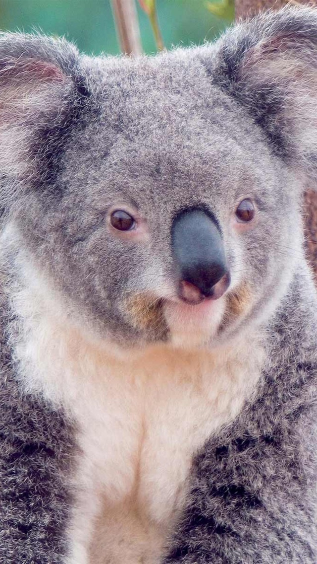 Cute Koala iPhone Wallpaper 5s