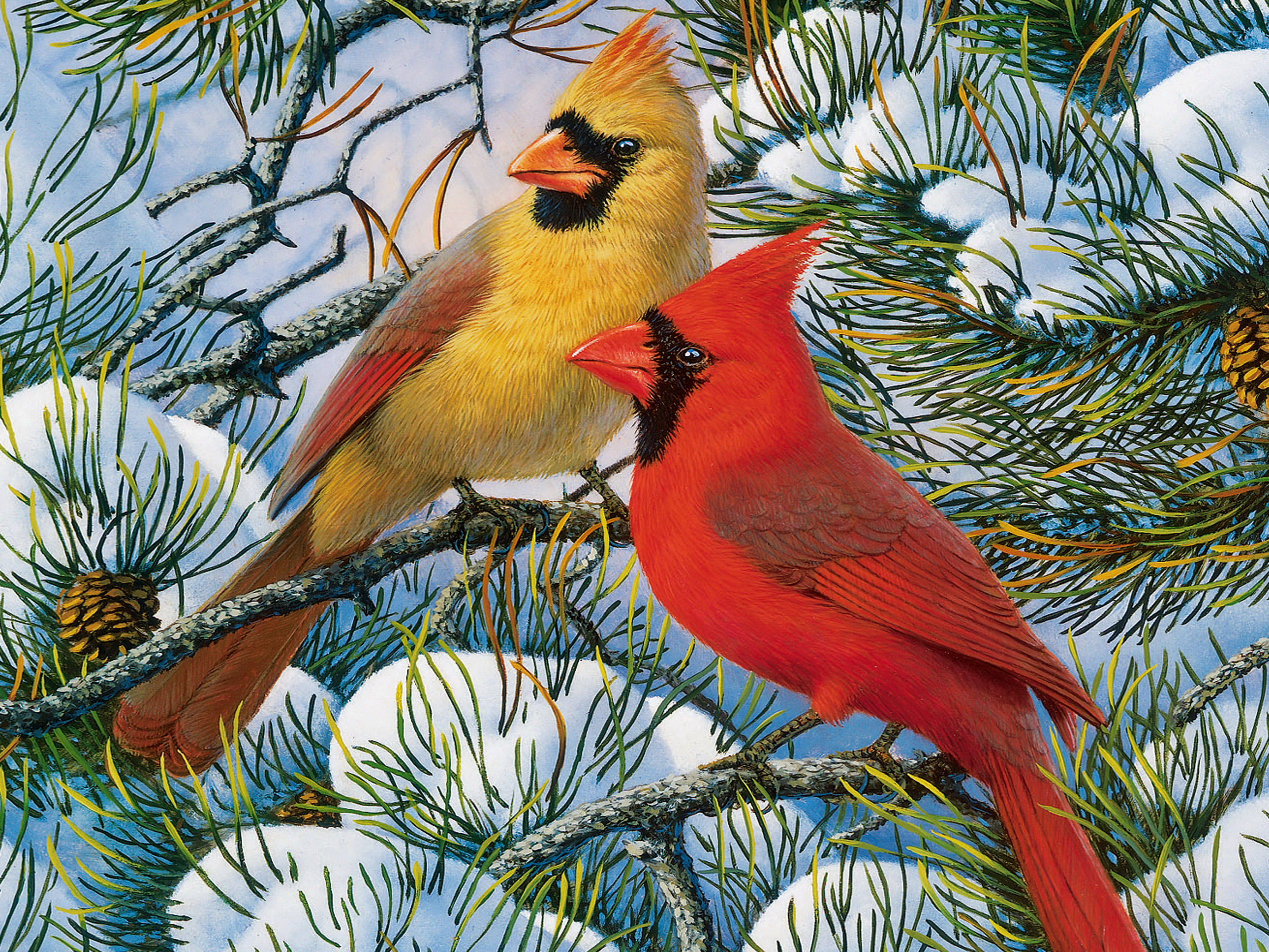 Winter Cardinals Wallpaper